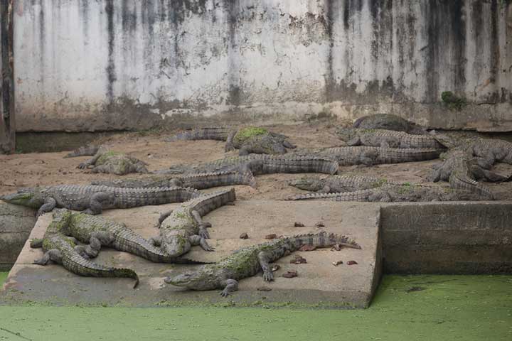 বরগুনায় বেড়াতে গিয়ে কুমিরের থাবায় পর্যটকের মৃত্যু