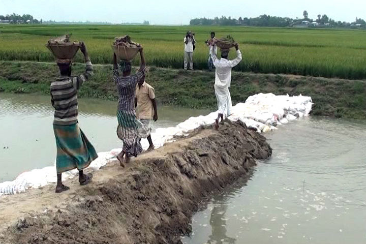 মেঘনায় জোয়ার, বাঁধ ভাঙার শঙ্কায় কৃষকরা