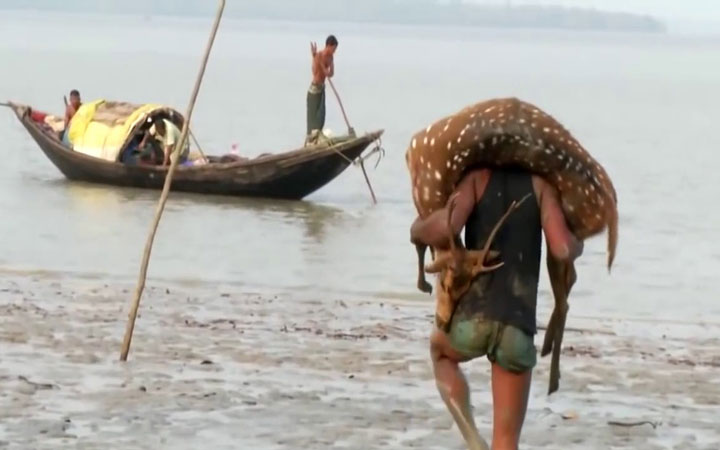 পাথরঘাটায় বৃষ্টির মৌসুম এলেই চলে হরিণ শিকার