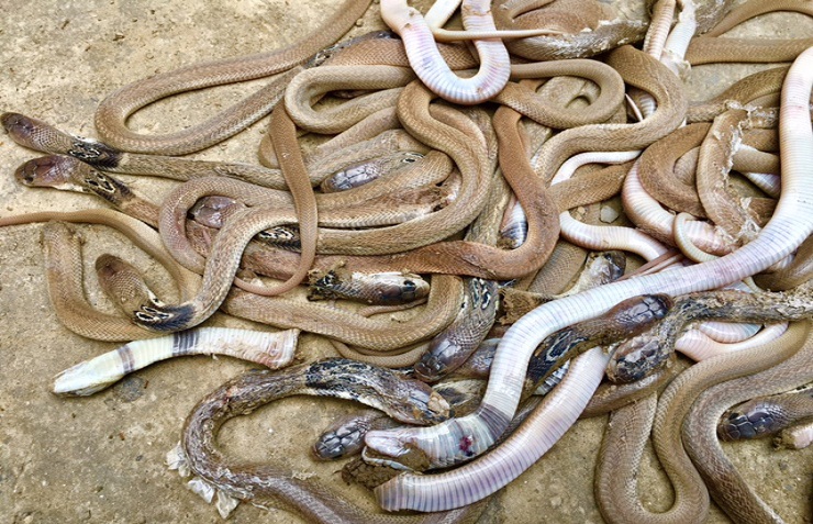 রাজশাহীতে এবার ১২৫টি গোখরা সাপ উদ্ধার