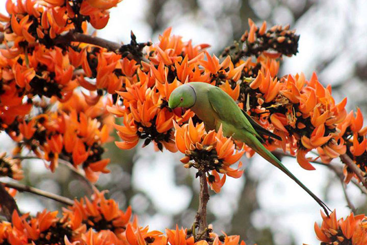 Pahela Falgun on Tuesday