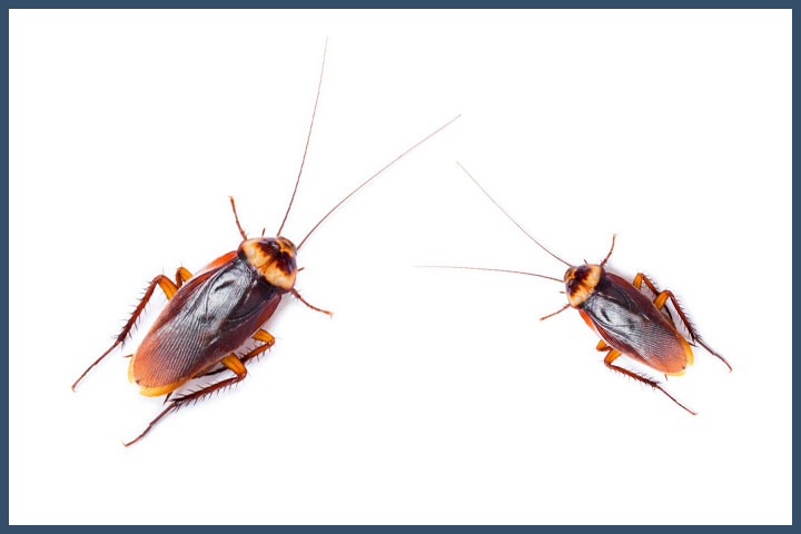 Cockroaches, suppression, means