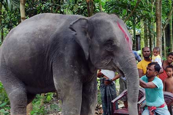 Gifted elephants and curious people