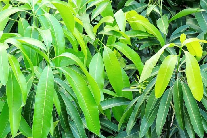 images