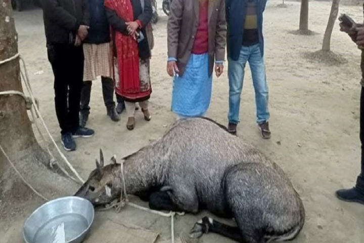 বিরল প্রজাতির নীলগাই উদ্ধার