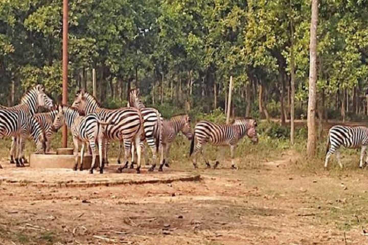 জেব্রার মৃত্যু: ভারপ্রাপ্ত কর্মকর্তা ও চিকিৎসককে প্রত্যাহার