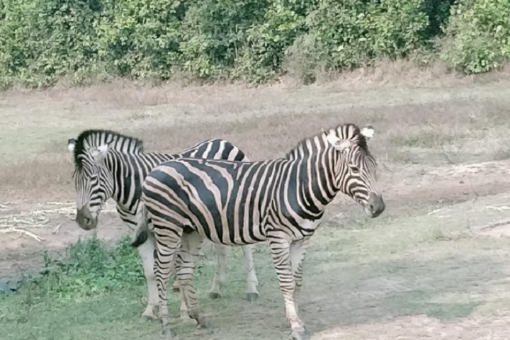 সাফারি পার্কে প্রাণী মৃত্যুর ঘটনায় তদন্ত প্রতিবেদন জমা
