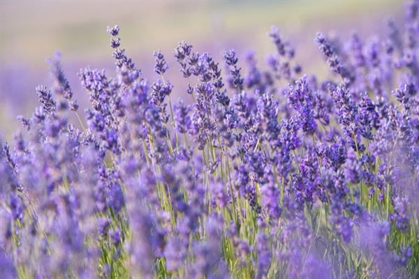 India's first Lavender Festival held in J & K's Bhaderwah