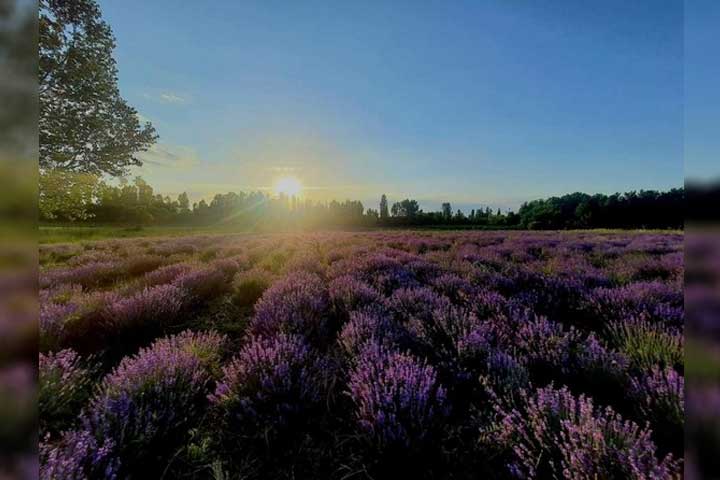 CSIR Indian Institute of Integrative Medicine empowers labourers in Lavender farming in southern Pulwama district