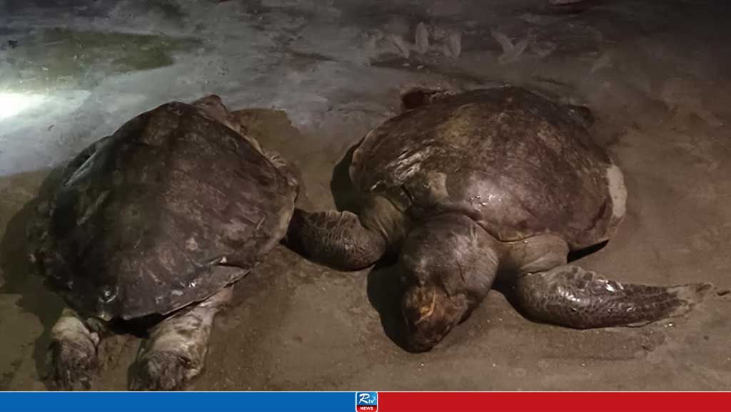 কুয়াকাটা সৈকতে ভেসে এলো মৃত জোড়া কচ্ছপ