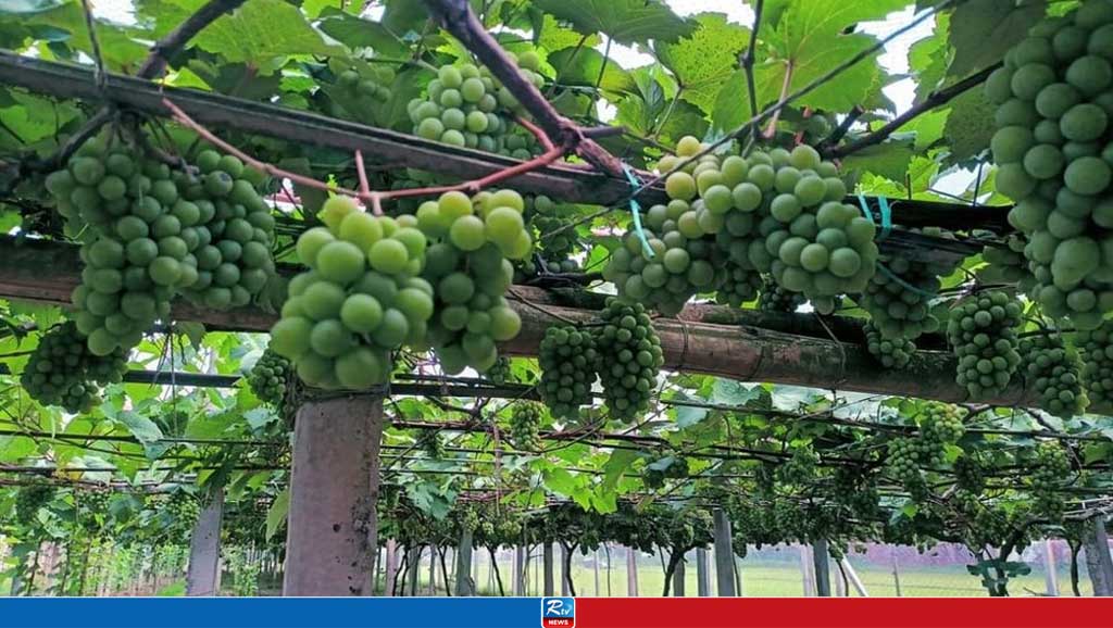 আঙুরে বাংলাদেশের বর্ধিত শুল্ক তুলে নিতে আবেদন ভারতীয় চাষিদের
