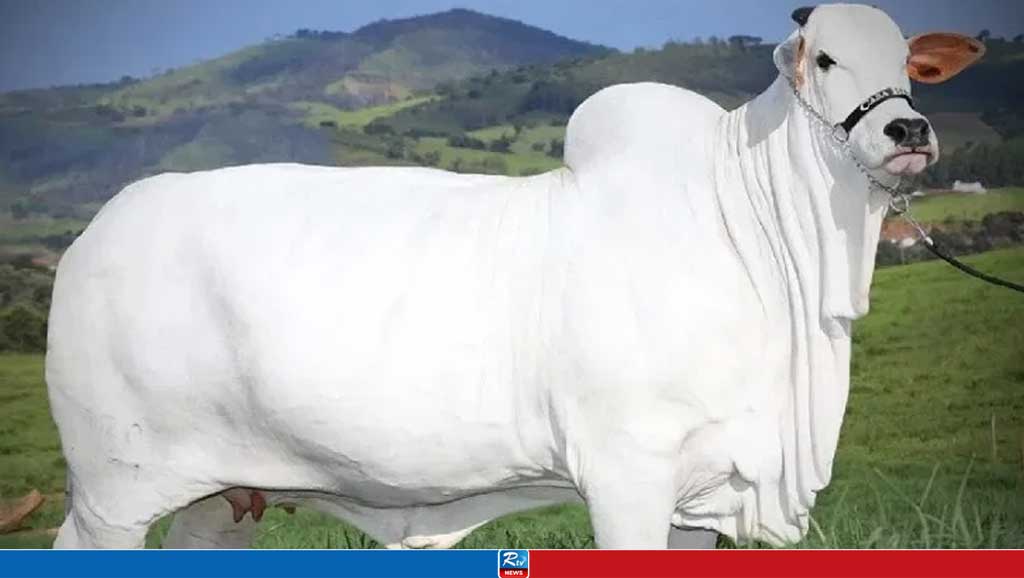 বিক্রি হলো বিশ্বের সবচেয়ে দামি গরু, দাম কত?