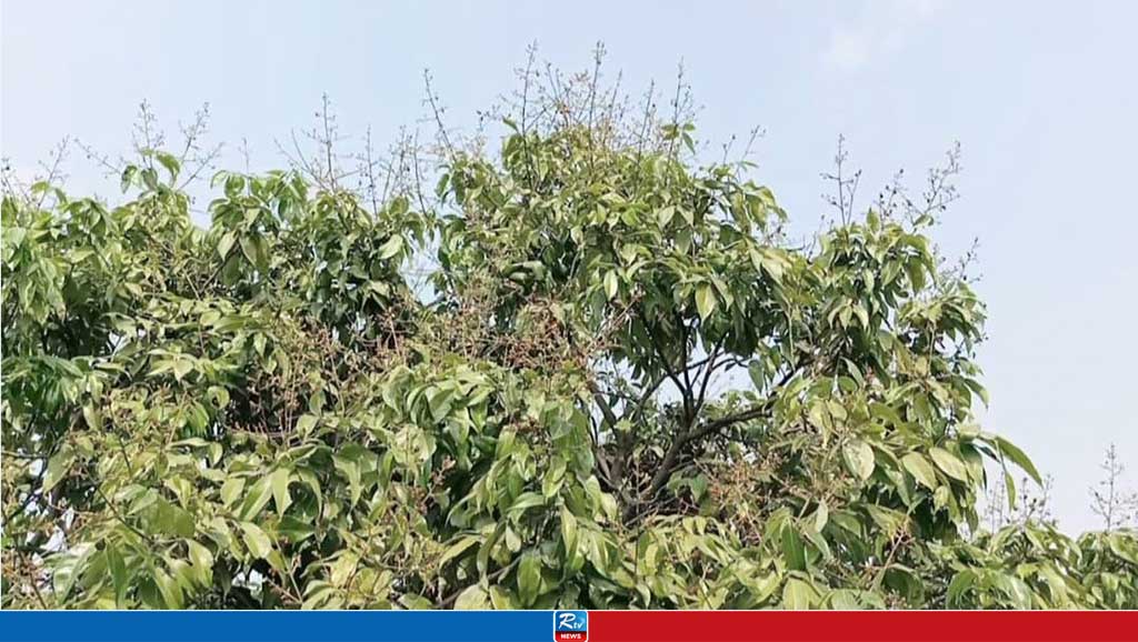 লিচু, সোনালি মুকুল