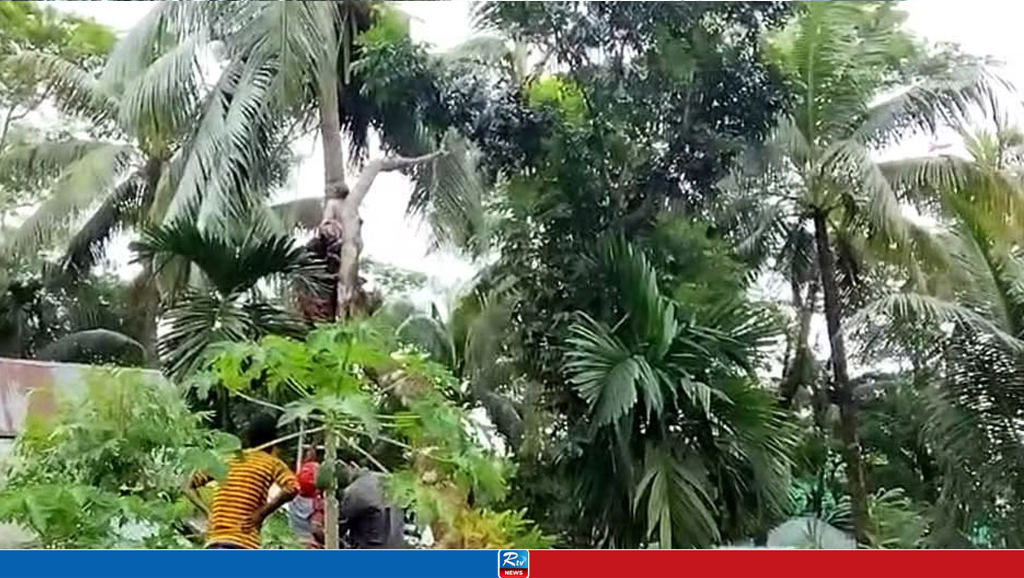 কলাপাড়ায় গাছ থেকে পড়ে শ্রমিকের মৃত্যু