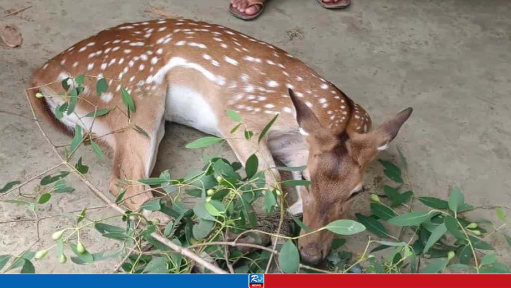 সুন্দরবনের ২ চিত্রা হরিণ পাথরঘাটা থেকে উদ্ধার