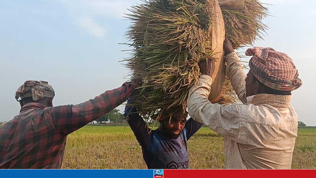 হাওরের পাকা ধান নিয়ে উদ্বিগ্ন কৃষক, শ্রমিক সংকট