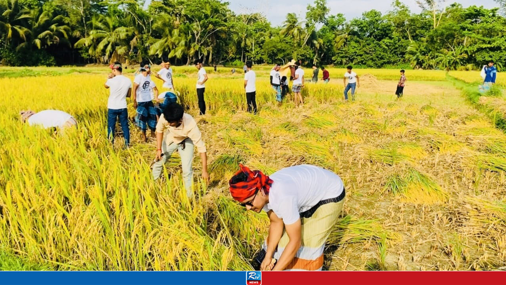 তীব্র তাপদাহে কৃষকের ধান কেটে ঘরে তুলে দিলো ছাত্রলীগ