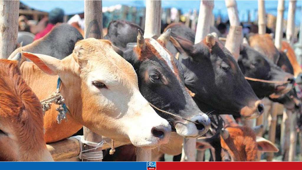 কোরবানিতে চাহিদার চেয়ে পশু বেশি