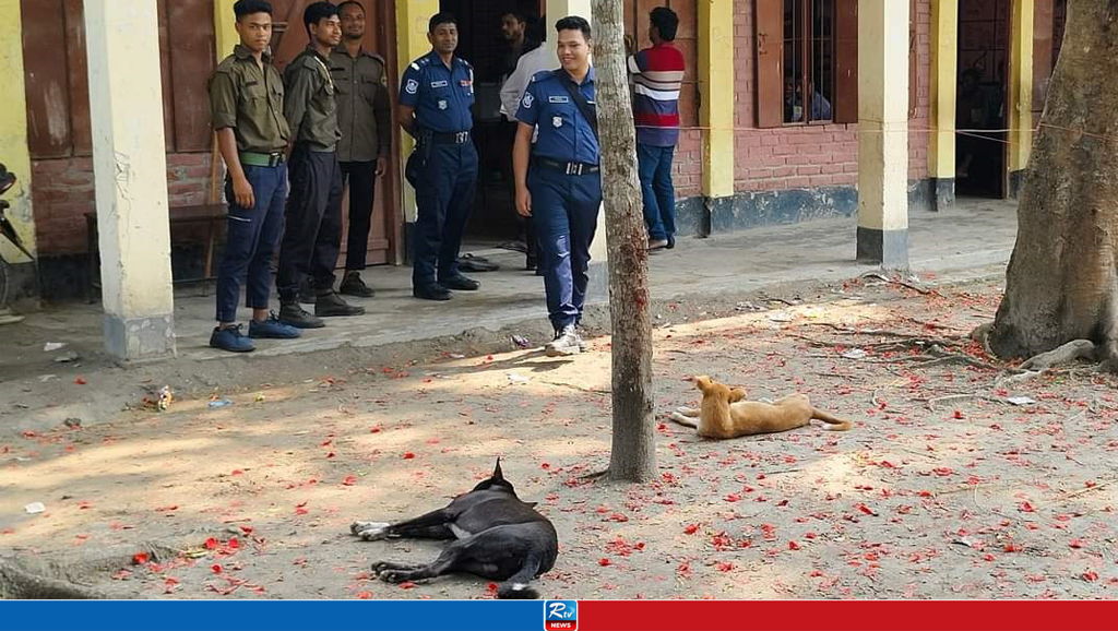 ভোটার উপস্থিতি নেই, লাইনে ঘুমাচ্ছে কুকুর 