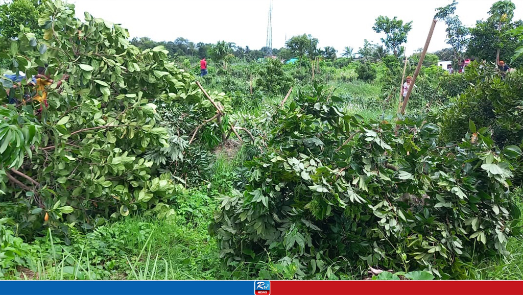 সোনারগাঁয়ে শতাধিক ফলজ গাছ কেটে ফেলেছে দুর্বৃত্তরা