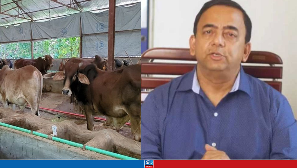 বেনজীরের খামারবাড়ি থেকে উধাও ৩৬ গরু! 