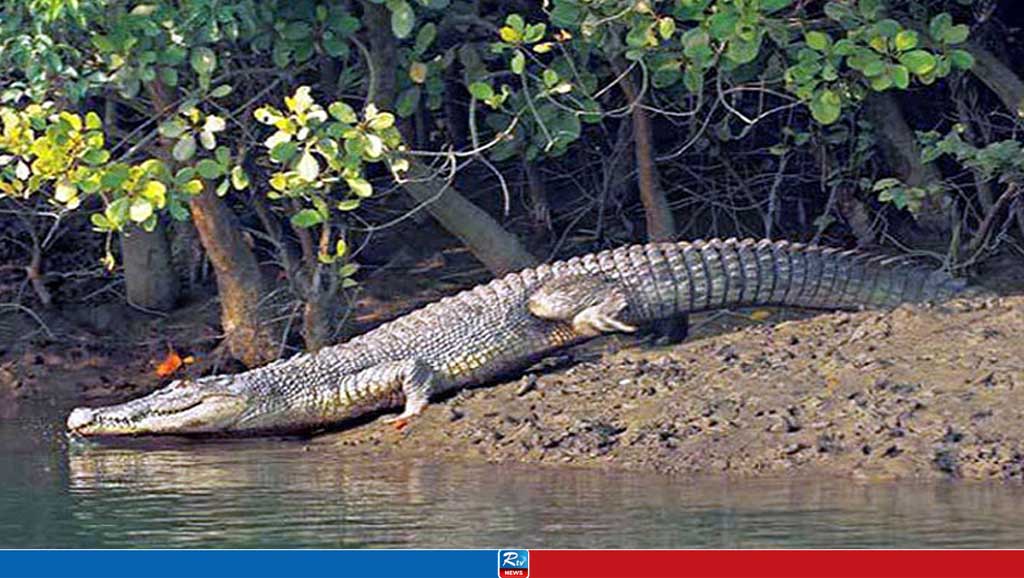 সুন্দরবনে কুমিরের আক্রমণে নিহত মৌয়াল
