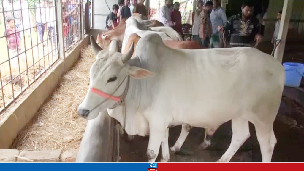 প্রহরীদের হাত-পা বেঁধে ২৫ লাখ টাকার গরু লুট