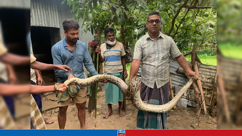 শ্রীমঙ্গলে ২০ কেজি ওজনের অজগর সাপ উদ্ধার