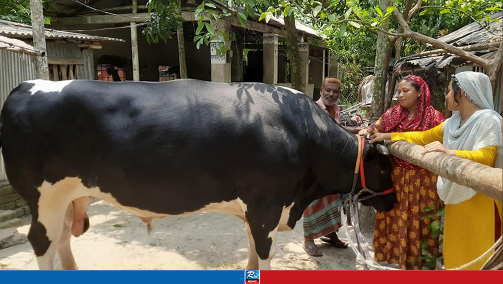 ৪০ মণের ‘নুন্টু’, দাম ১০ লাখ