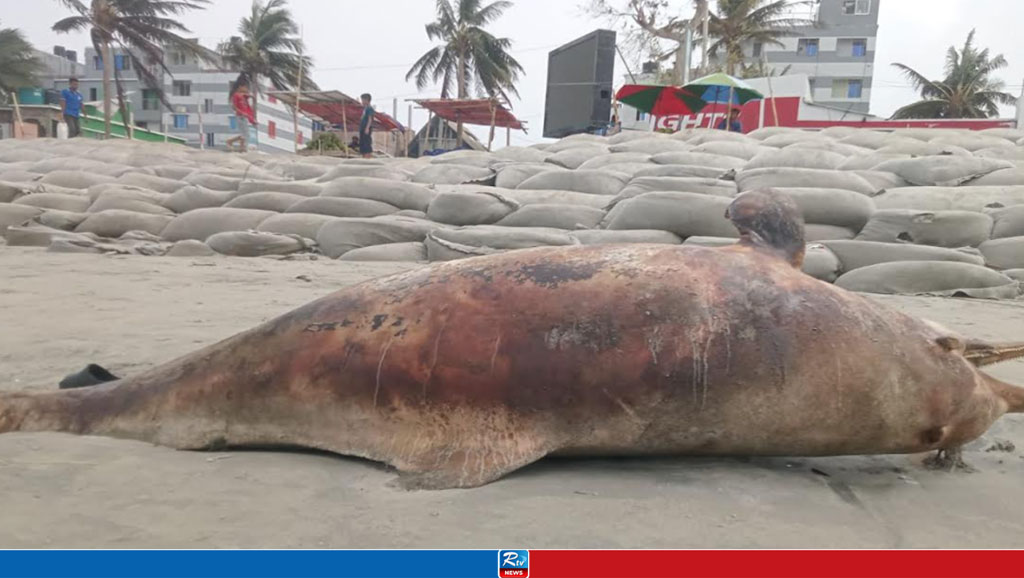 কুয়াকাটা সৈকতে আবারও ভেসে এলো মৃত ডলফিন