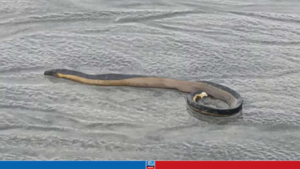 Venomous 'Yellow-bellied Sea' snake on Kuakata beach