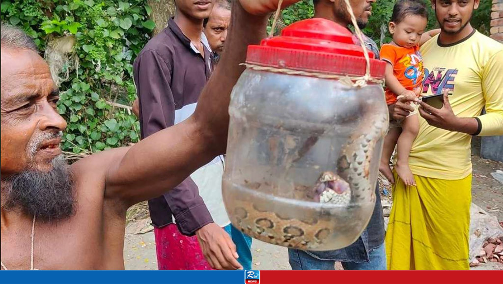 কৃষকের জালে রাসেলস ভাইপার, কলাপাড়ায় আতঙ্ক