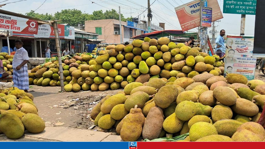 শ্রীপুরে কাঁঠালের ফলন ভালো, পৃষ্ঠপোষকতা চান বাগান মালিক ও ব্যবসায়ীরা