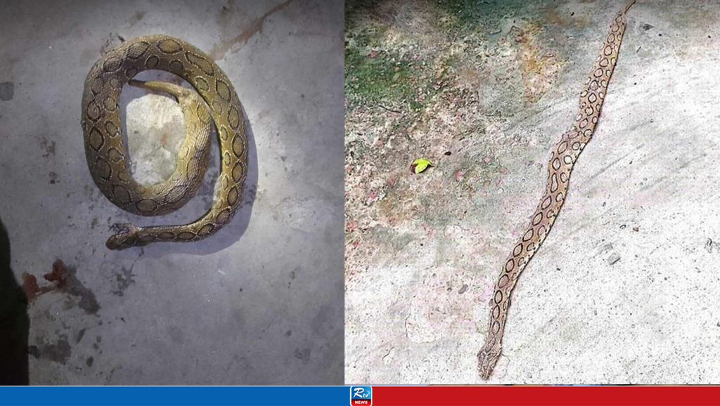 থানার ভেতর রাসেলস ভাইপার, আতঙ্কে পুলিশ সদস্যরা