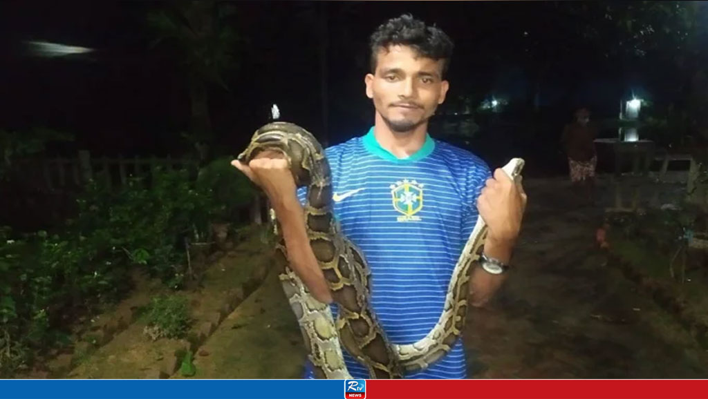 রাসেলস ভাইপার ভেবে অজগর আটক 