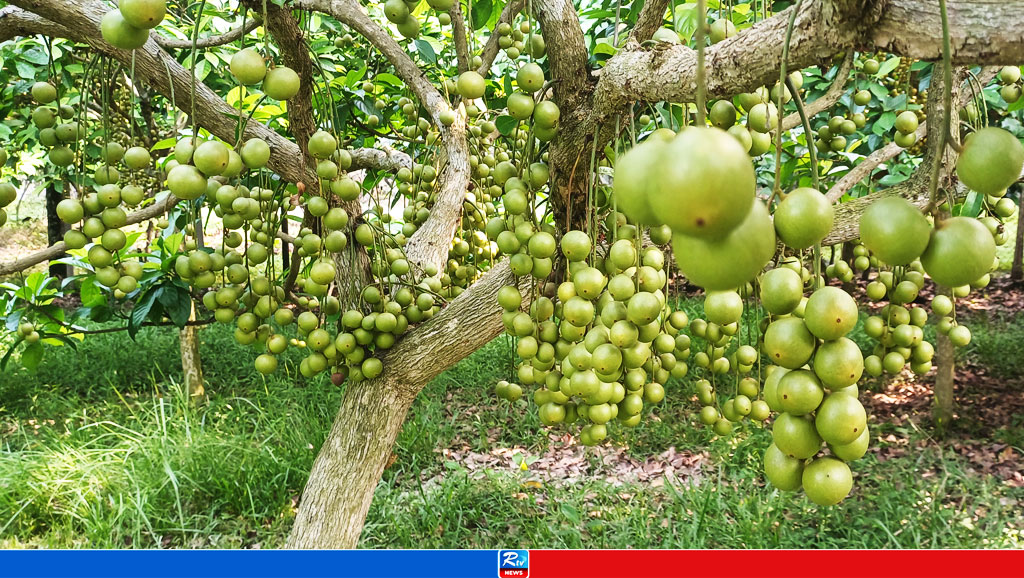 পুষ্টি ও ঔষধিগুণে ভরপুর লটকন
