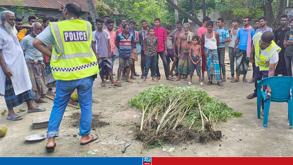 গাংনীতে গাঁজাগাছসহ আটক ১
