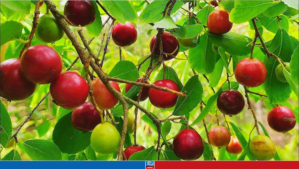 আঙুরের মতো দেখতে পুষ্টিকর এই ফলটি খেয়েছেন কি 