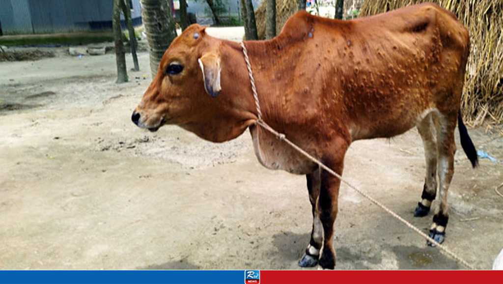 গরুর লাম্পি ভাইরাসে আতঙ্কিত জামালপুরের খামারিরা