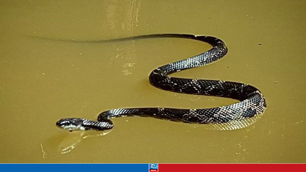 লক্ষ্মীপুরে ১০ দিনে সাপে কেটেছে ১১২ জনকে