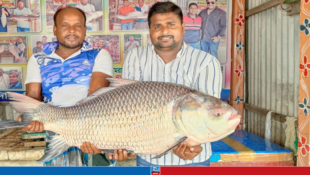 পদ্মায় জেলের জালে ২২ কেজি ওজনের কাতল