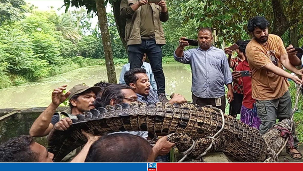 গাজীপুরে রিসোর্ট থেকে কুমির উদ্ধার