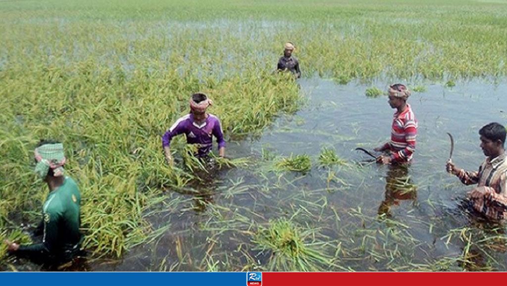 বন্যায় কুমিল্লায় ৮৪৮ কোটি টাকার ফসলের ক্ষতি