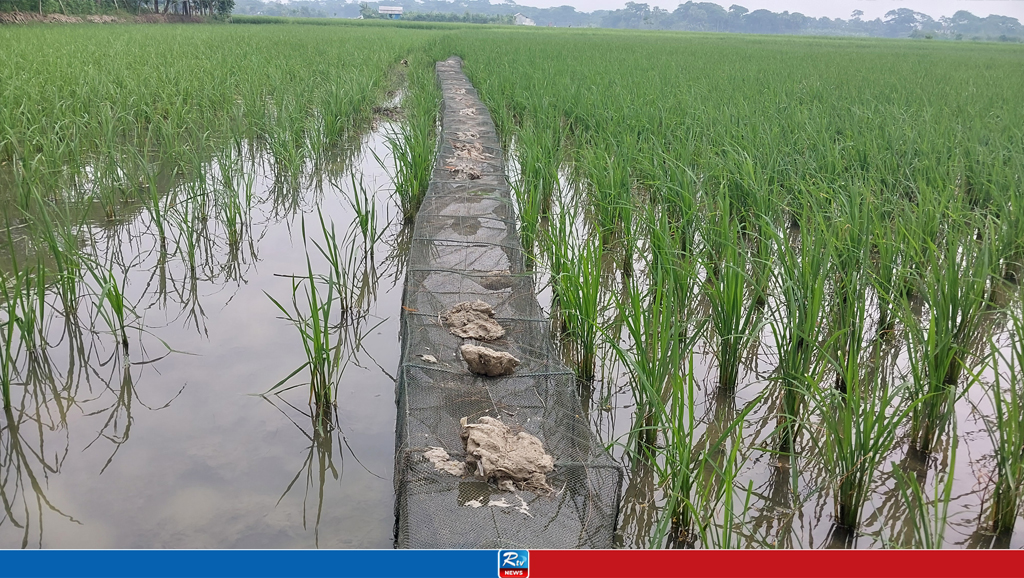 উপকূলে চায়না দুয়ারী জালে অস্তিত্ব সংকটে দেশীয় মাছ