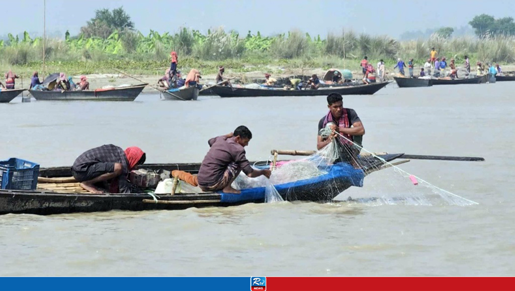 নিষিদ্ধ সময়ে মা ইলিশ শিকারের মহোৎসব, পদ্মাপারে ফেরি করে বিক্রি