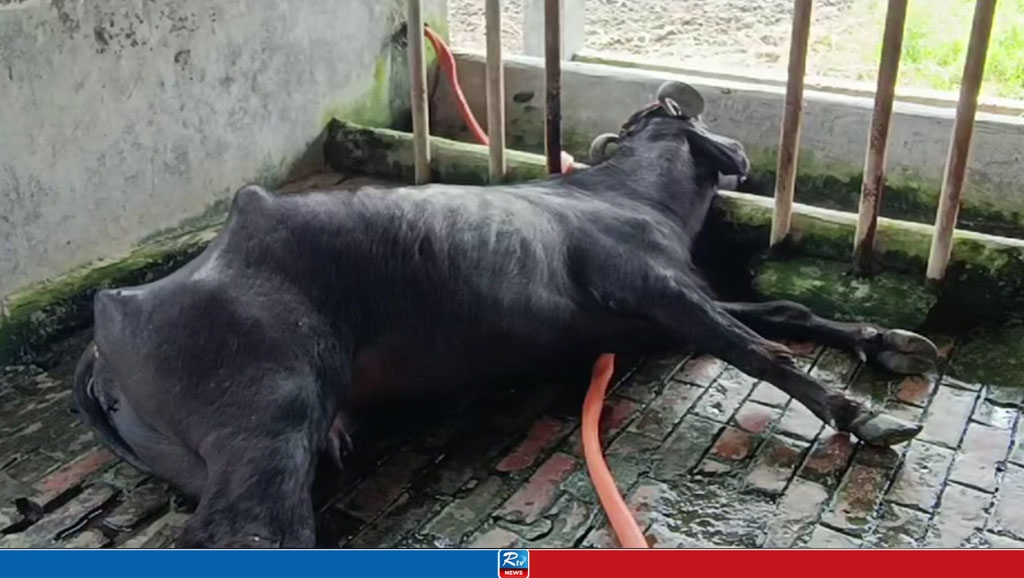 বাগেরহাটে প্রজনন খামারে ১৮ মহিষের মৃত্যু