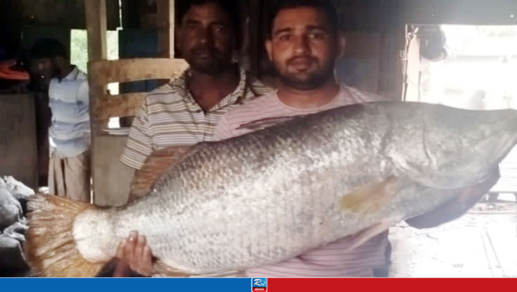 জালে ধরা পড়ল ২০ কেজির কোরাল, যত টাকায় বিক্রি