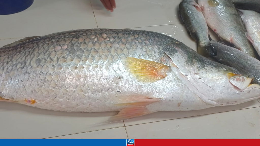 এক কোরালের দাম ২০ হাজার টাকা