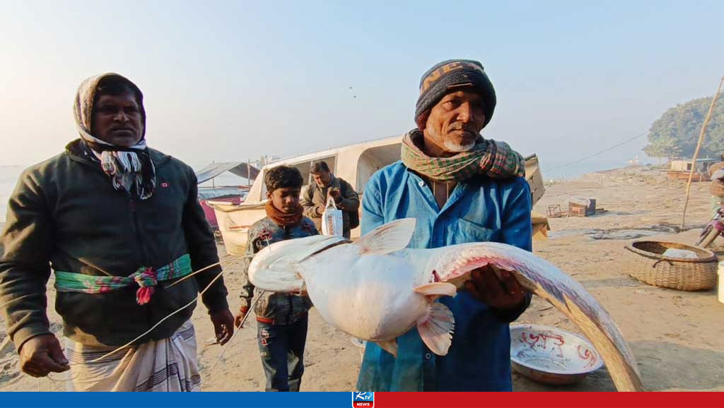 পদ্মায় ধরা পড়ল ১১ কেজির বোয়াল, যত টাকায় বিক্রি