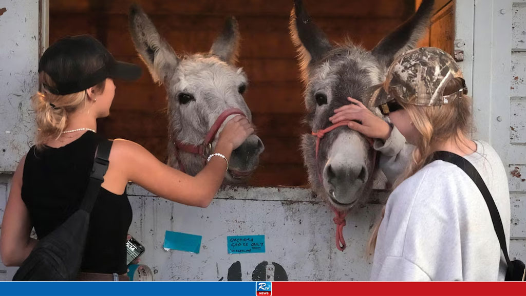 Californians Scrambled to Evacuate Dogs, Cats, Horses, Pigs as LA Flames Closed in
